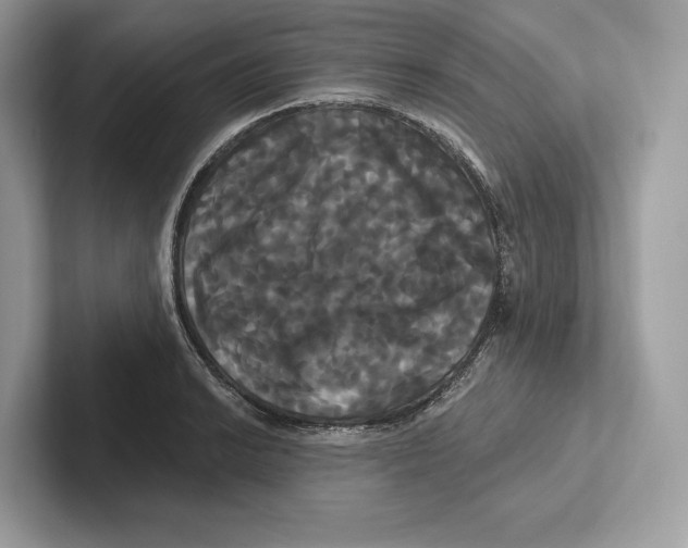 X0000100921038200807221111