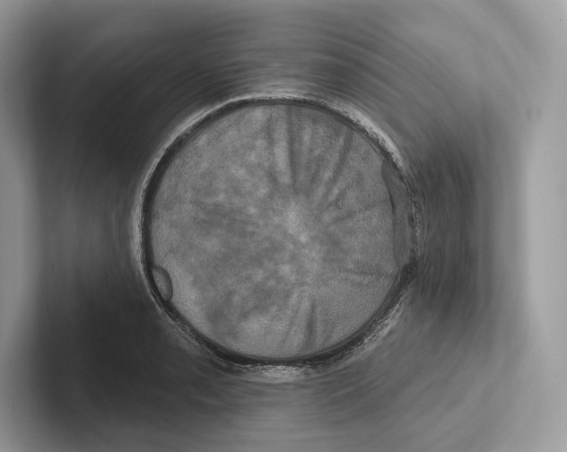 X0000100921085200807221111