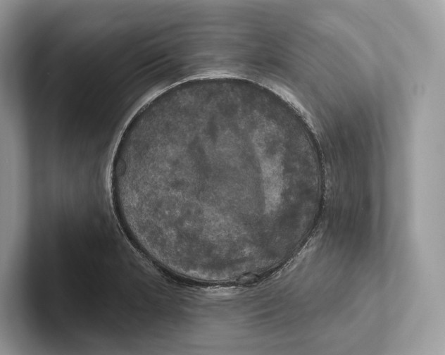 X0000100921181200807221109