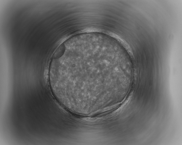 X0000100921185200807221109
