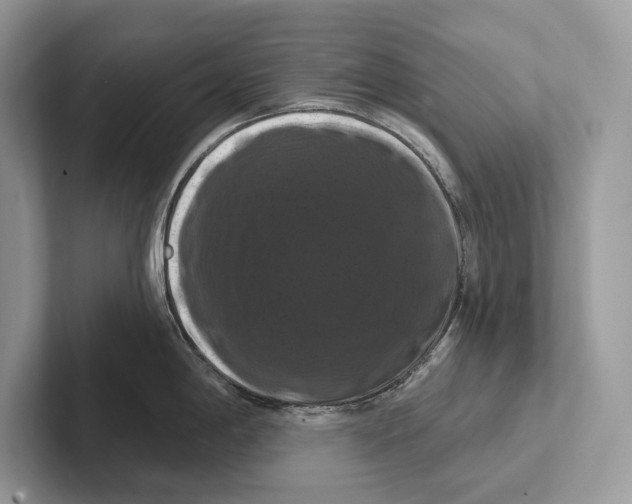 X0000100921198200807221109