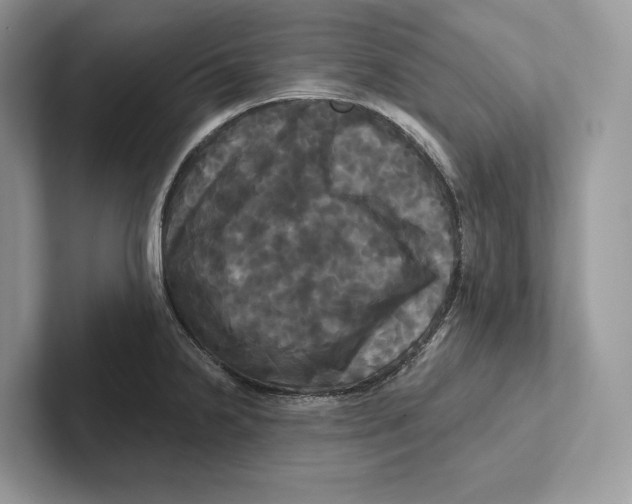 X0000100921238200807221109