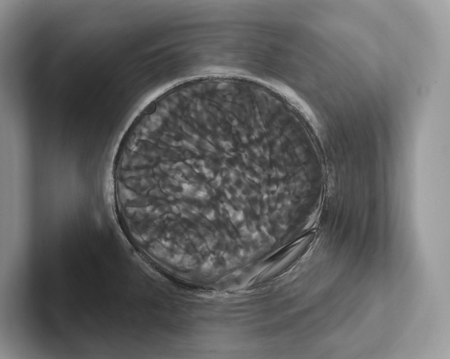 X0000100921287200807221108
