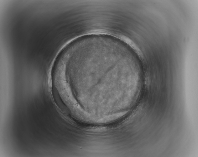 X0000100921372200807221107