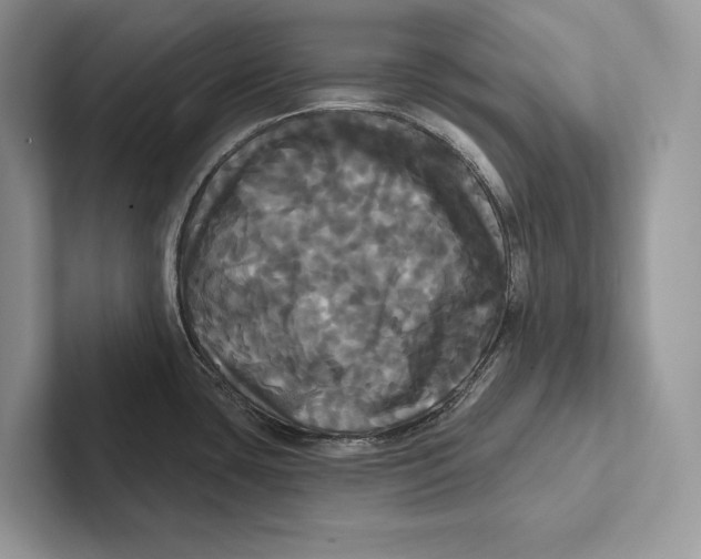 X0000100921435200807221106