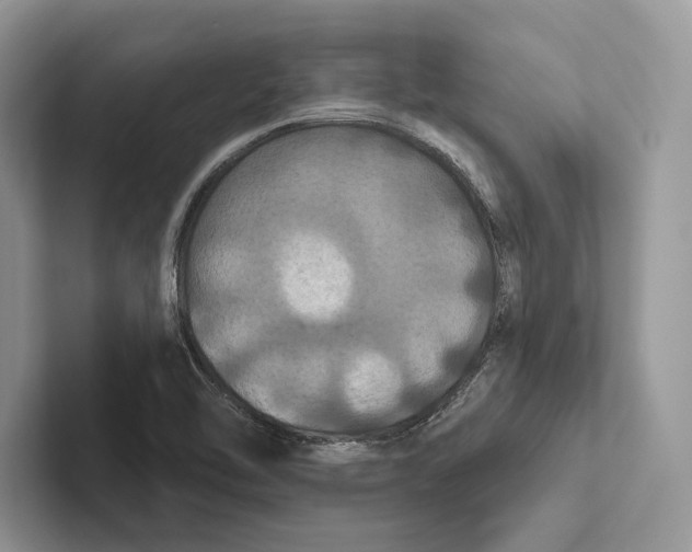 X0000100921462200807221105