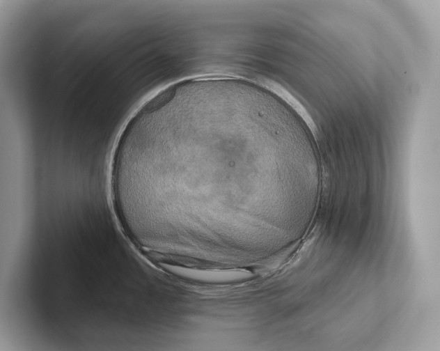 X0000100921485200807221105