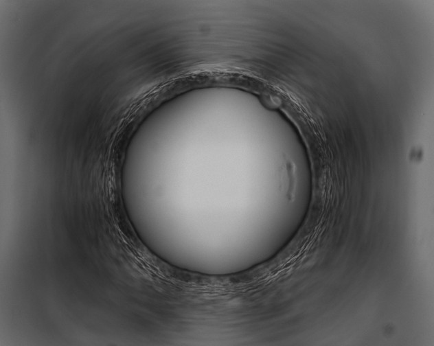 X0000100931062200806241132