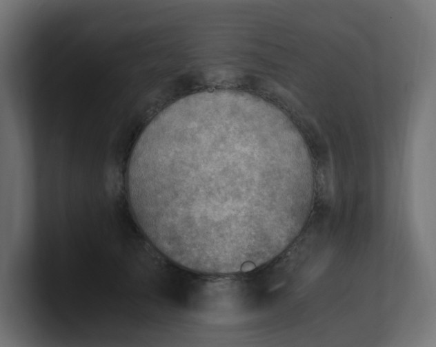 X0000100930705200806241405