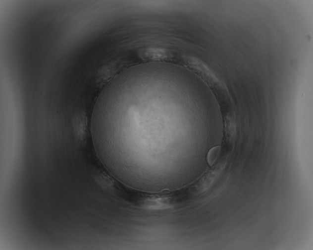 X0000100930760200806241405