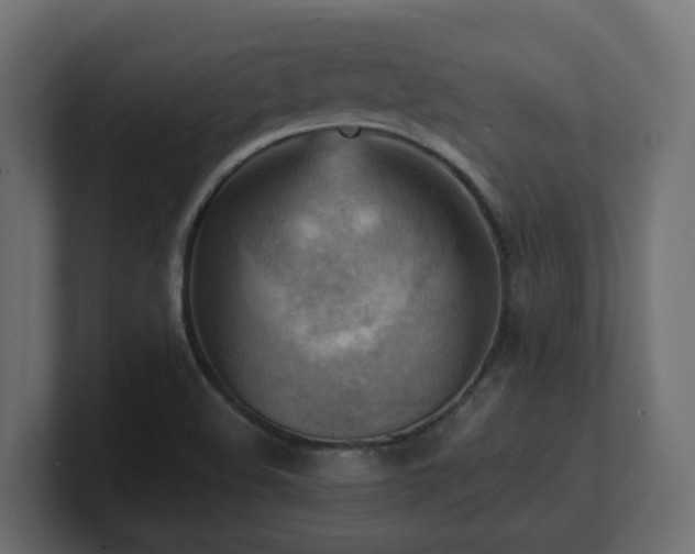 X0000100931508200806241354