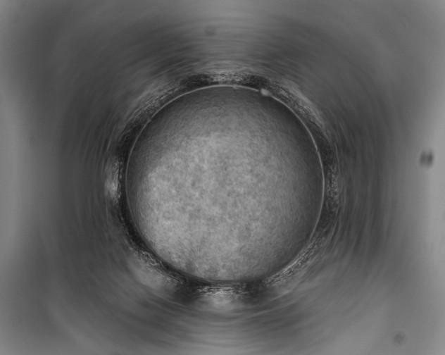 X0000100930074200807011231