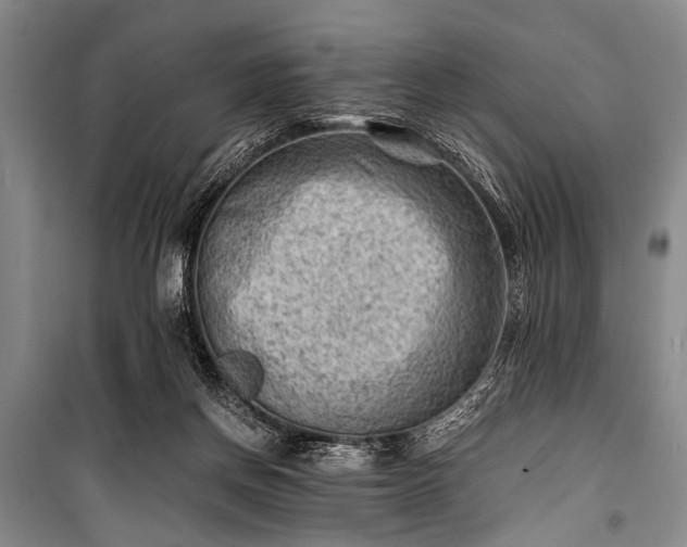 X0000100930166200807011230