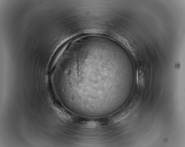 X0000100930204200807011229