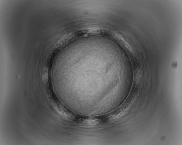 X0000100930213200807011229