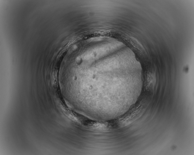 X0000100930236200807011229