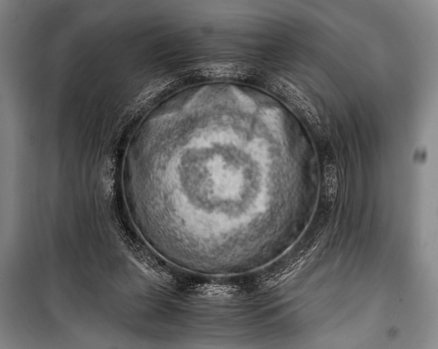 X0000100930255200807011228