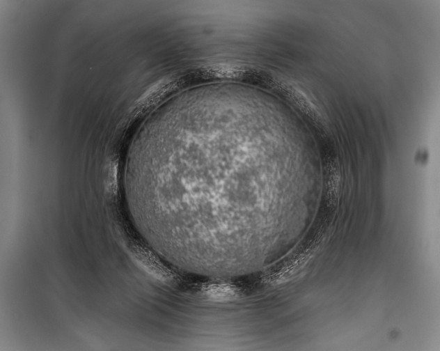 X0000100930262200807011228