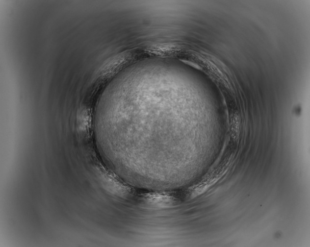 X0000100930284200807011229