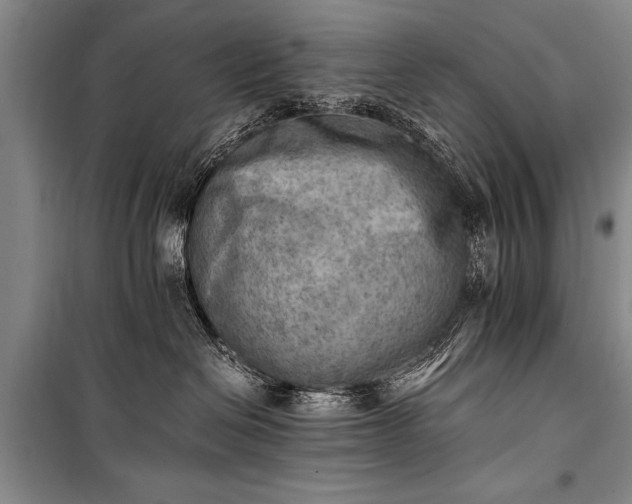 X0000100930286200807011229