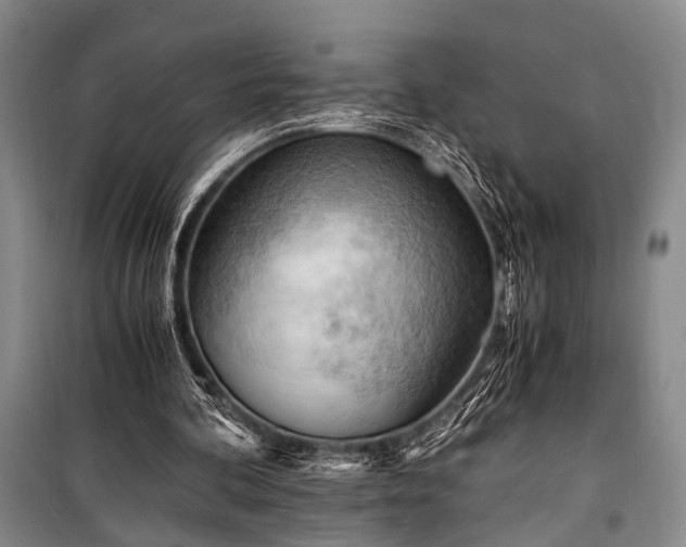 X0000100930292200807011228