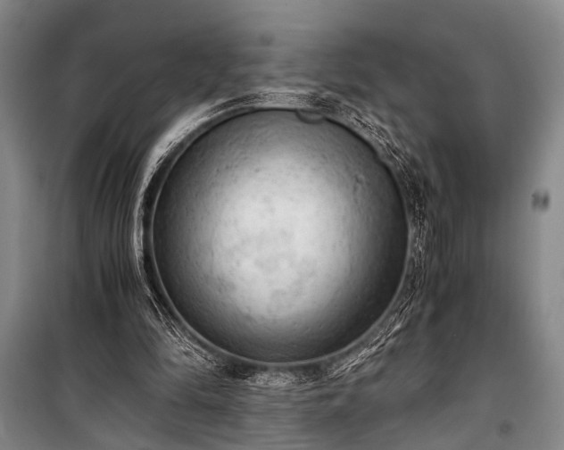 X0000100930294200807011228