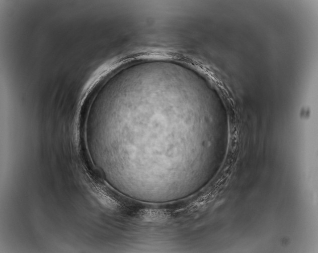 X0000100930296200807011228