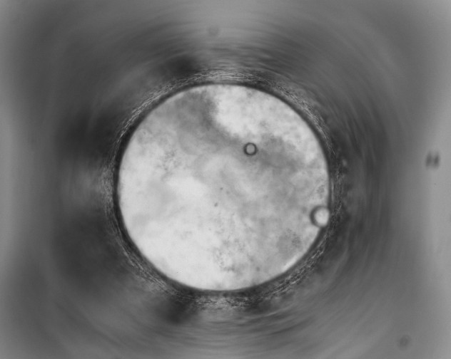 X0000100930297200807011228