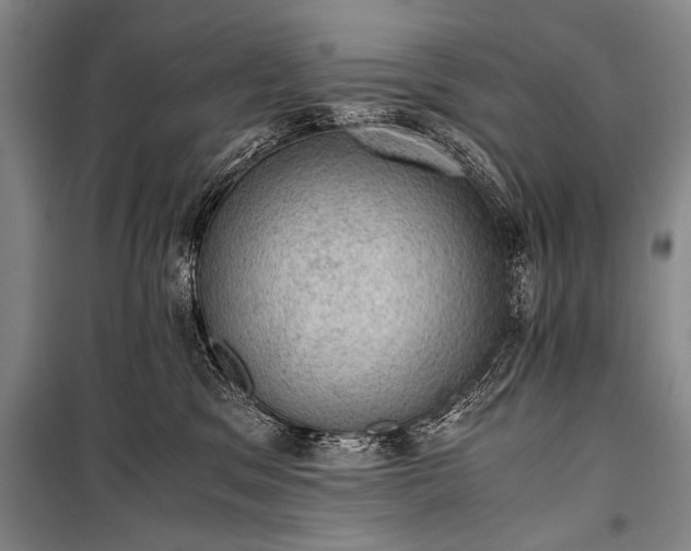 X0000100930329200807011227