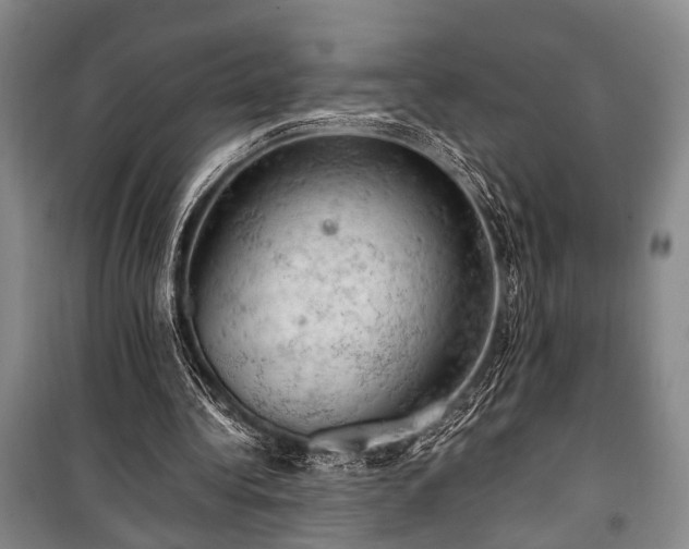 X0000100930340200807011226