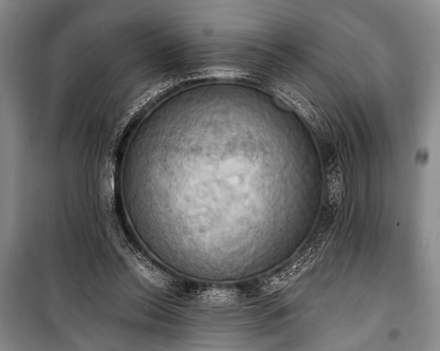 X0000100930350200807011227