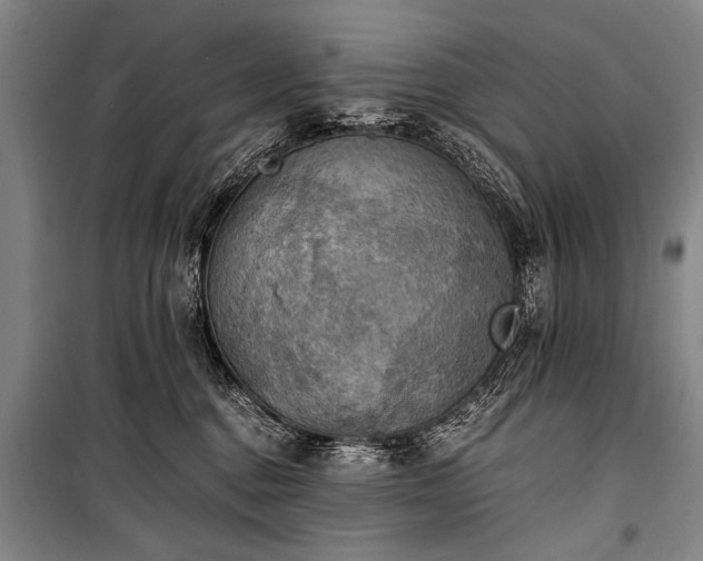 X0000100930376200807011227