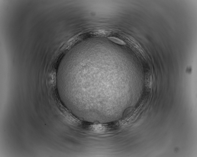 X0000100930425200807011226