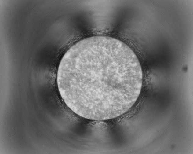 X0000100930427200807011226