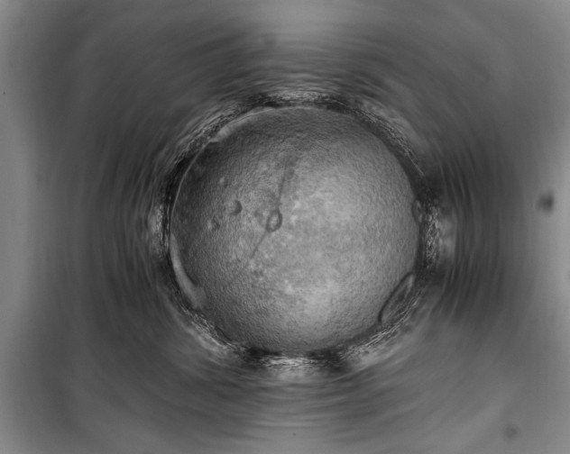 X0000100930428200807011226