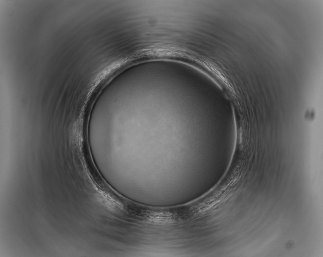 X0000100930438200807011225