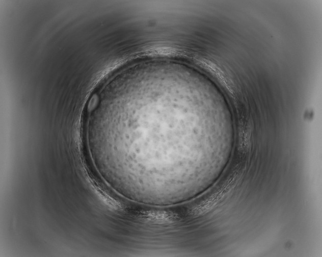 X0000100930439200807011225