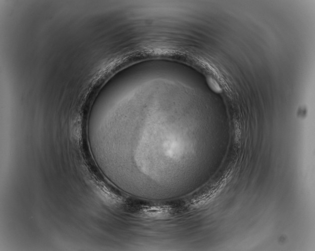 X0000100930447200807011225