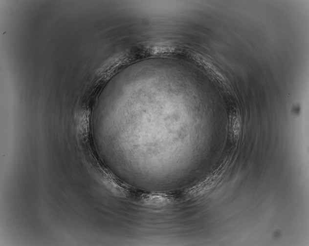 X0000100930475200807011226