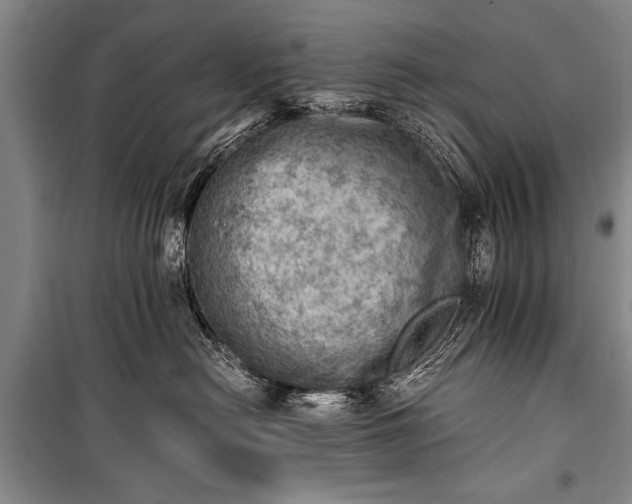 X0000100930478200807011226