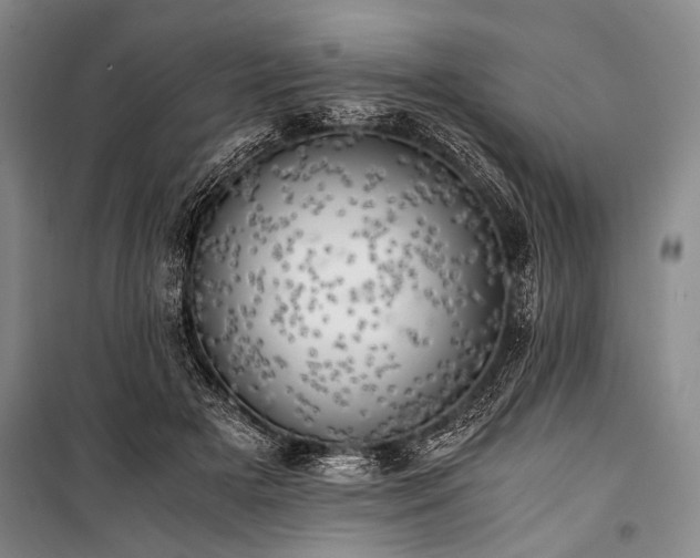 X0000100930505200807011225