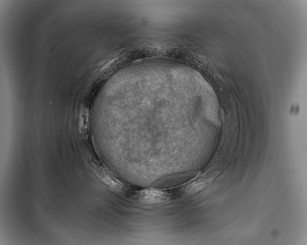 X0000100930528200807011224