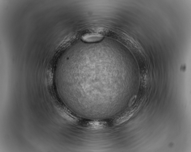 X0000100930558200807011224