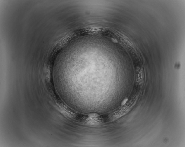 X0000100930562200807011224