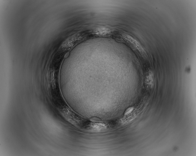 X0000100930572200807011224