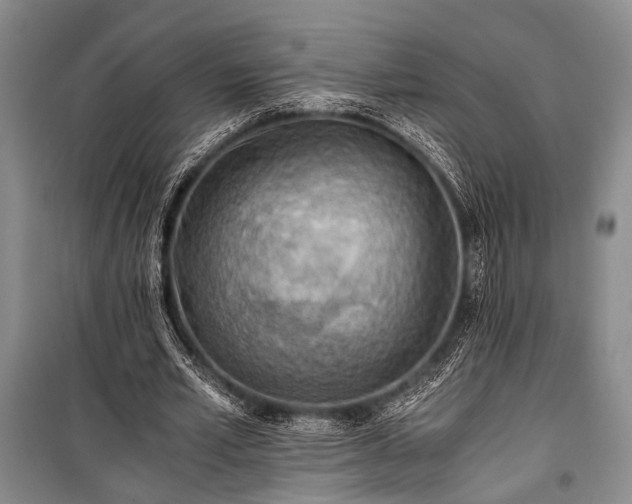 X0000100930581200807011223