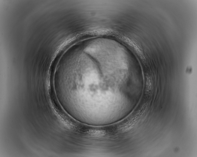 X0000100930582200807011223