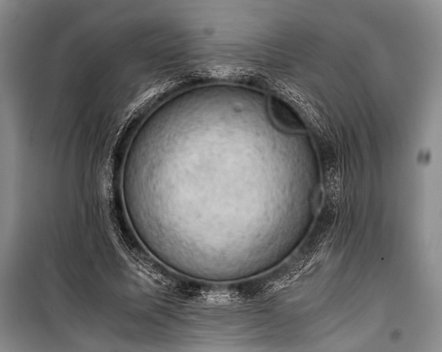 X0000100930587200807011223