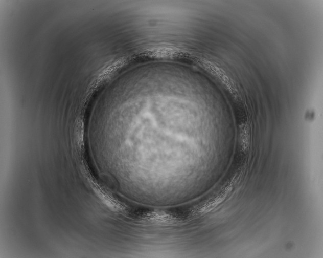 X0000100930589200807011223