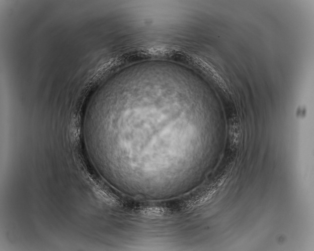 X0000100930593200807011223